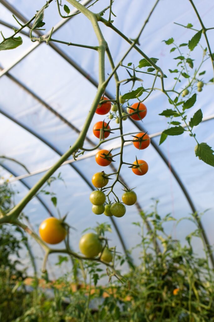 Tomato Cultivation Tips