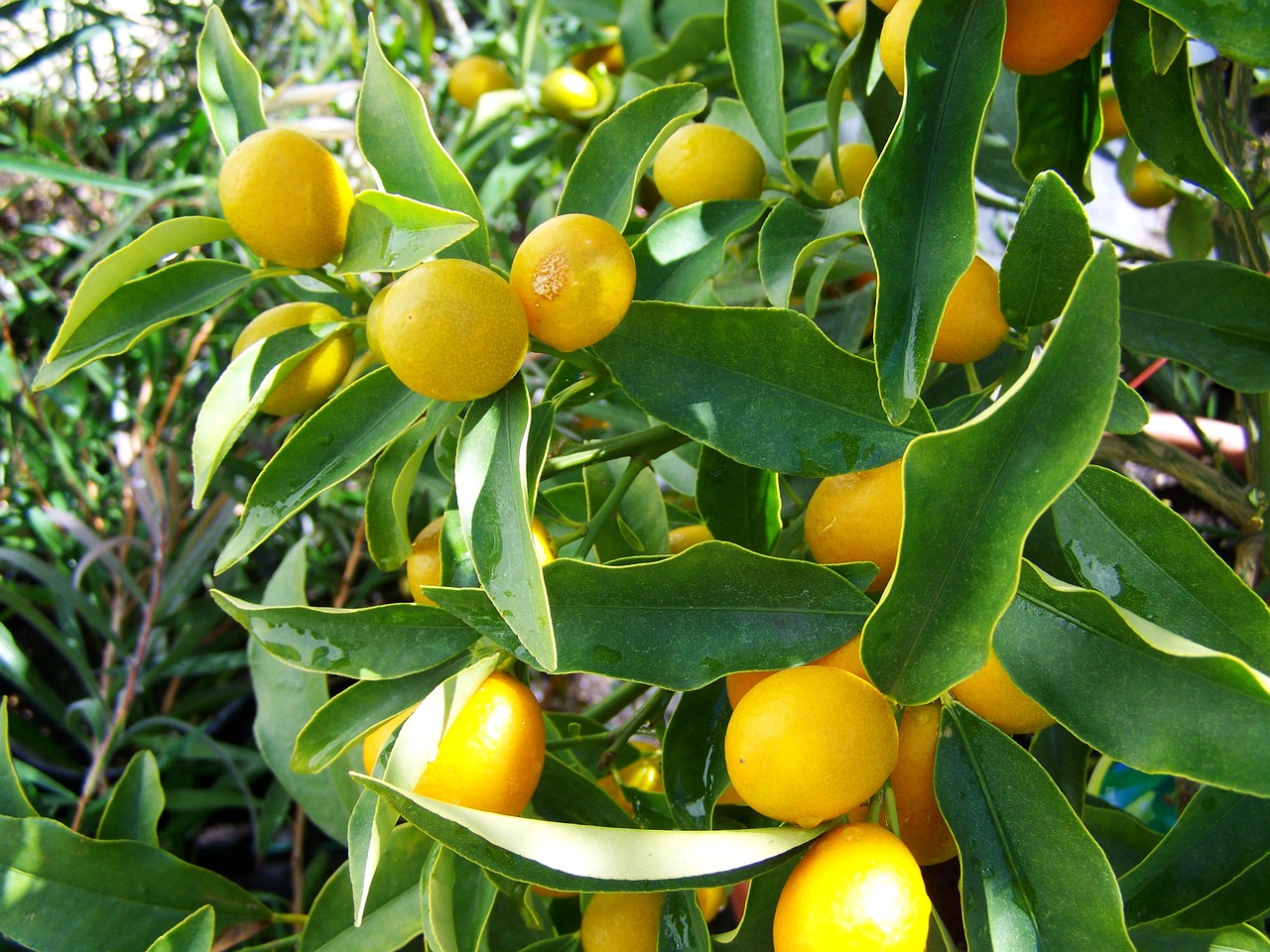 lemon trees varieties